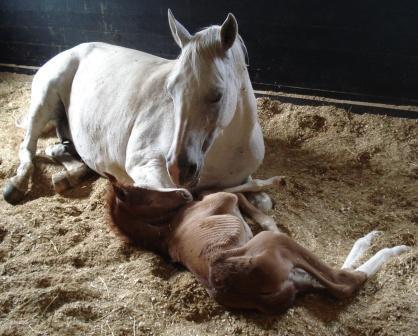 New Born Foals - New Life - A Mothers Love